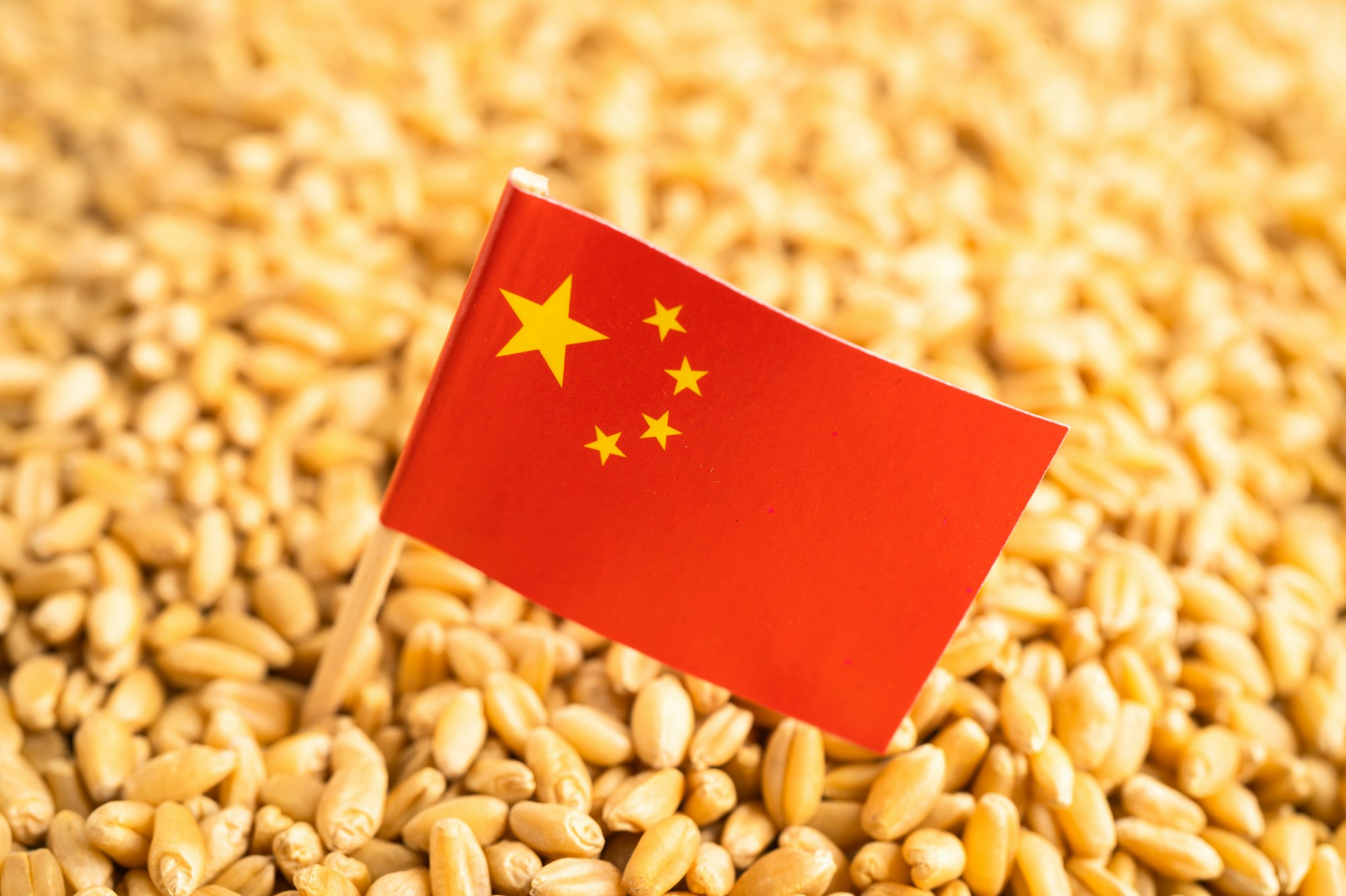 Grain wheat with China flag, trade export and economy.